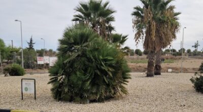 Verde lungo la rete stradale provinciale, il Lcc punta sulla collaborazione con privati e associazioni